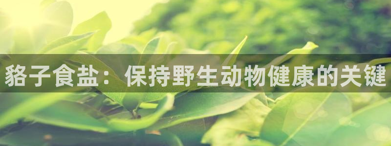 威九国际地址
