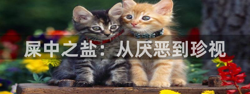 威九国际v96bet下载