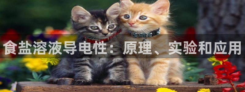 威九国际网页看视频弹窗的广告拦截插件